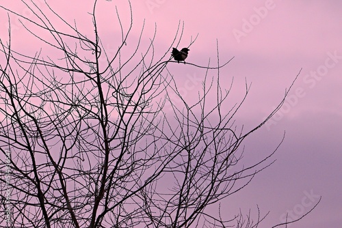 Grey crow on a tree branch