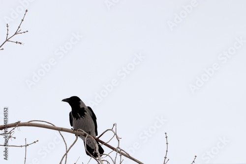 Grey crow on a tree branch