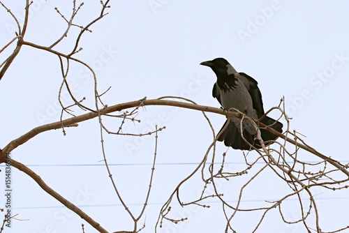 Grey crow on a tree branch