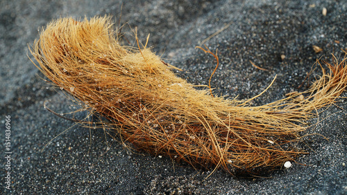 Coconut fiber on the beach sand