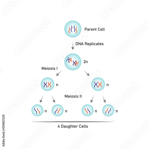 Meiosis, Gametes (Sperm and Egg) Cells Division Science Design. Vector Illustration.