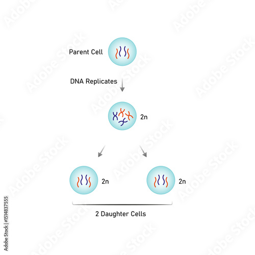 Mitosis, Cell Division Science Design. Vector Illustration.