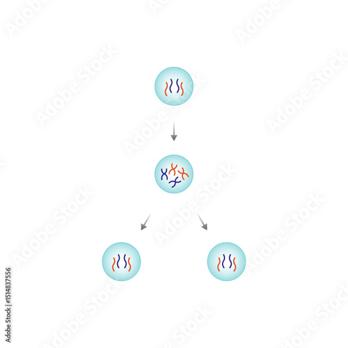 Mitosis, Cell Division Science Design. Vector Illustration.