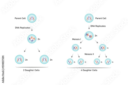 types of Cell Division, Meiosis and Mitosis Science Design. Vector Illustration.