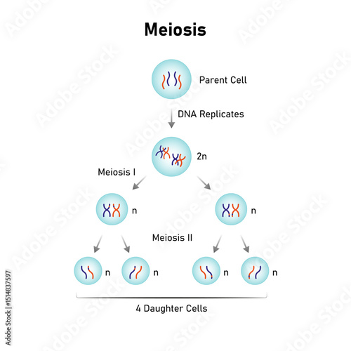 Meiosis, Gametes (Sperm and Egg) Cells Division Science Design. Vector Illustration.