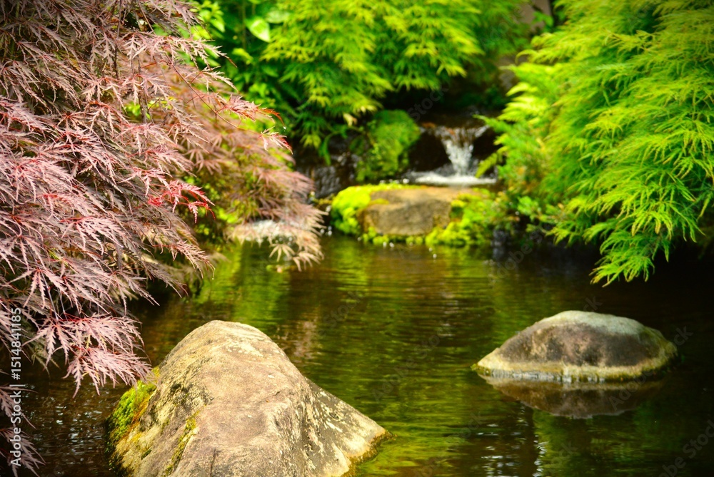Fototapeta premium 日本庭園の景色