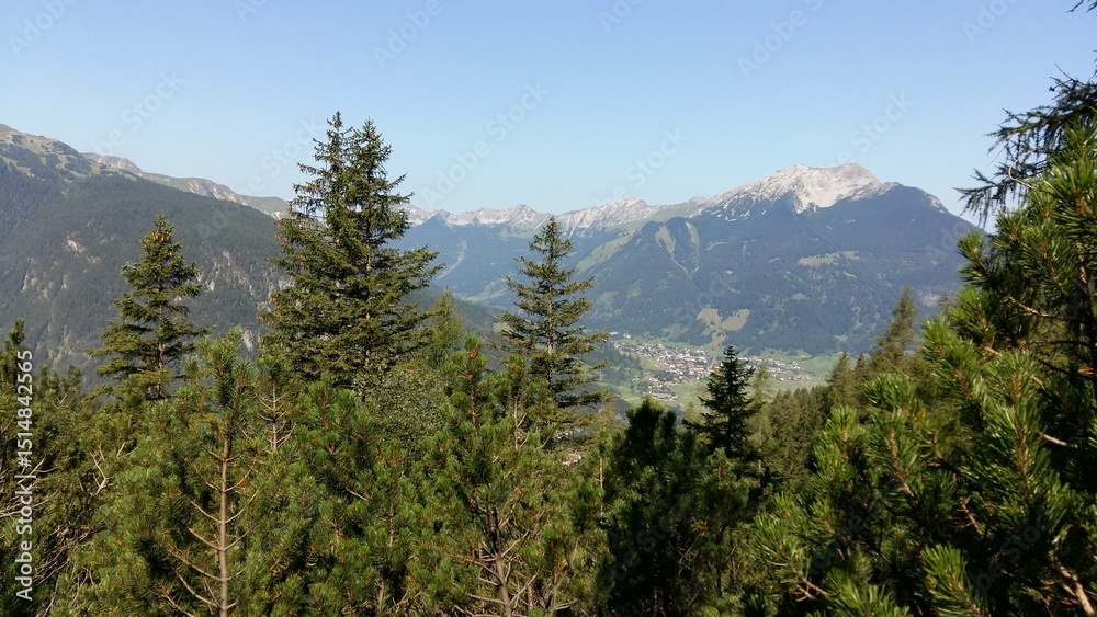 Obraz premium pine forest in the mountains