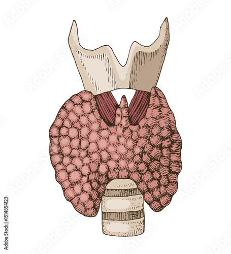 Anatomy of Thyroid Gland vector
