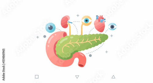 Pancreas Organ Connection Illustration