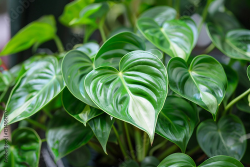 A Heart-Shaped Leaf Display from a Healthy Philodendron photo