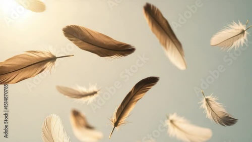 Floating feathers in soft colors against a light background  
