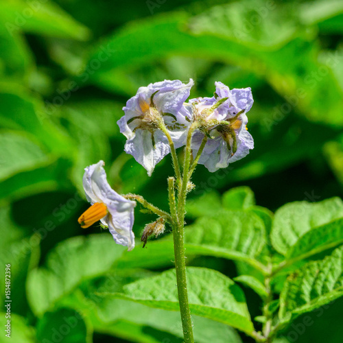 Wallpaper Mural Allotment on June 1st, as all grows Torontodigital.ca