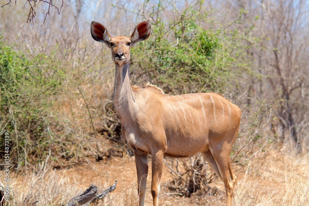 Female Kudu Standing Alert in Kruger National Park, South Africa Female Kudu Standing Alert in Kruger National Park, South Africa