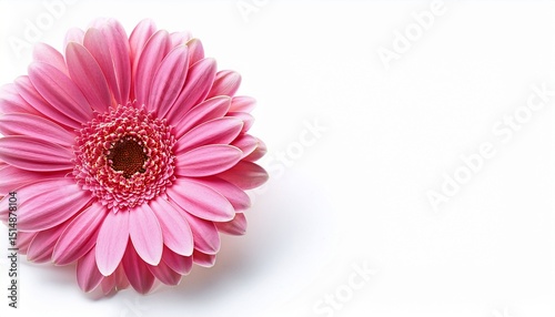 pink gerber daisy isolated on white background