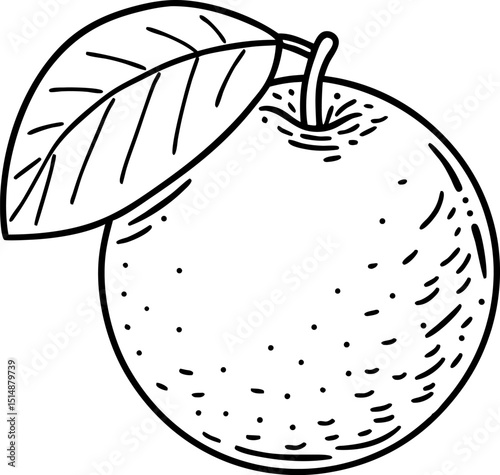 Hand drawn fresh orange fruit with leaf black and white citrus illustration for natural food, healthy eating designs
