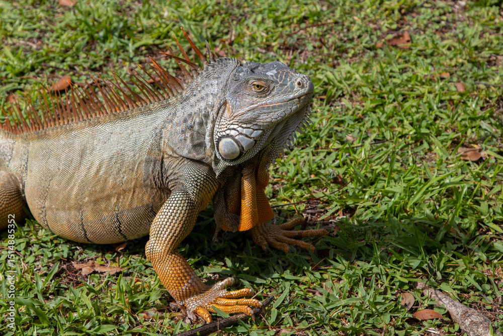 Fototapeta premium Closeup portrait of an Iguana, an invasive species in Florida