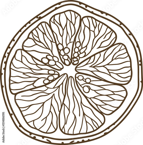 Grapefruit cross section illustration, detailed citrus fruit slice, hand drawn botanical outline, organic pattern