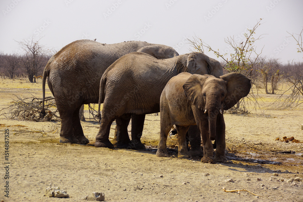 Fototapeta premium Three African Savannah Elephants (Loxodonta africana) in Nambian savannah, Namibia, Africa