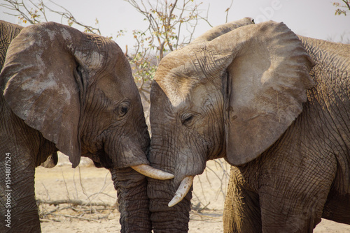 Canvas Print Togetherness, two African Savannah Elephants (Loxodonta africana) leaning on eac