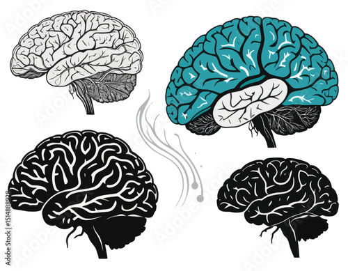 Detailed Illustrations Of The Human Brain In Gray Teal And Black