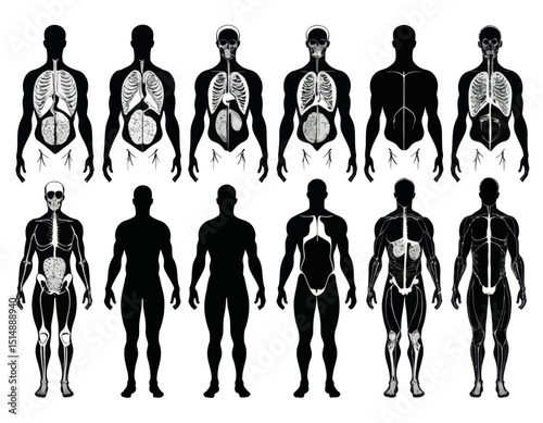 Detailed Male Human Anatomy Silhouettes Skeletal, Muscular, and Organ Systems