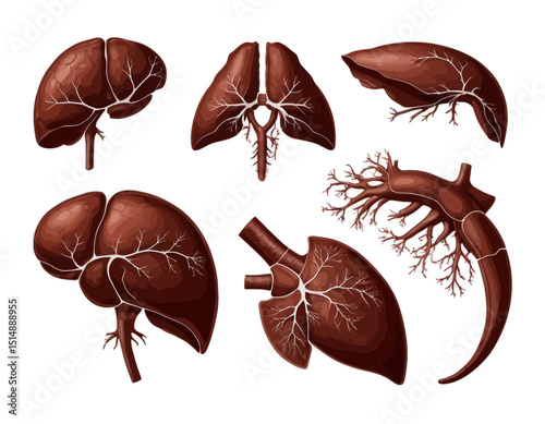 Detailed Reddish Brown Human Internal Organs Anatomy Illustration