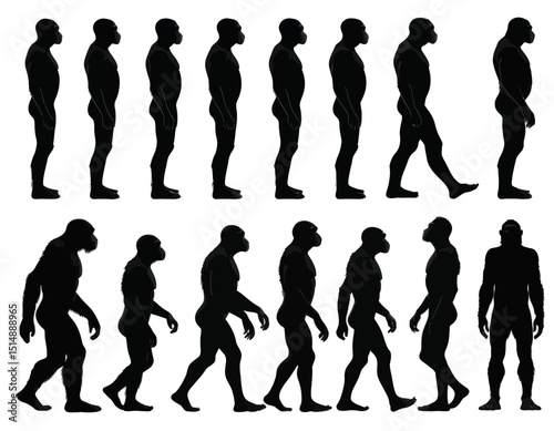 Evolutionary Stages Of Hominids Black Silhouettes On A White Background