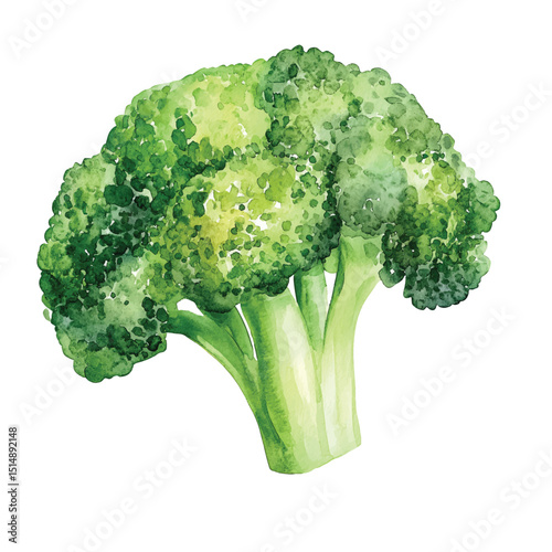 watercolor illustration, set of green vegetables broccoli, on isolated white background, autumn collection