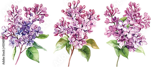 Lilac Flowers Watercolor  - Purple Blooms Isolated vector illustration