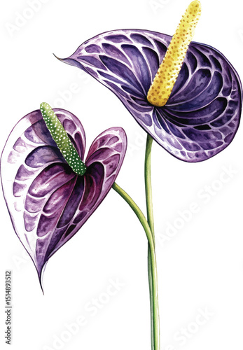 Anthurium Flowers Watercolor  vector illustration