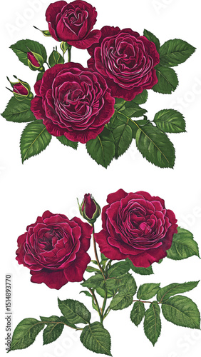 Picturesque full-blown dark red moody rose flower hand drawn in watercolor isolated on a white background. Botanical  illustration vector Floral watercolor element.