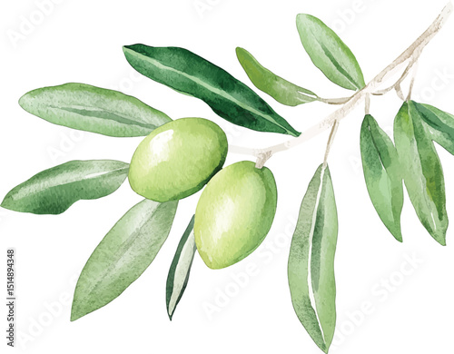 Watercolor illustration vector olive branch with leaves and fruits.