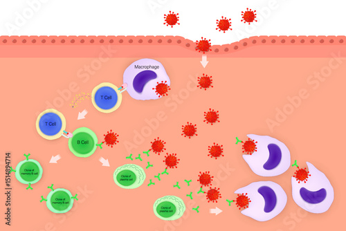 Humoral immune response. Stages of humoral immunity.  Phagocyte, T cell, B cell, memory B cell, plasma cell and antibody. Human immune system.