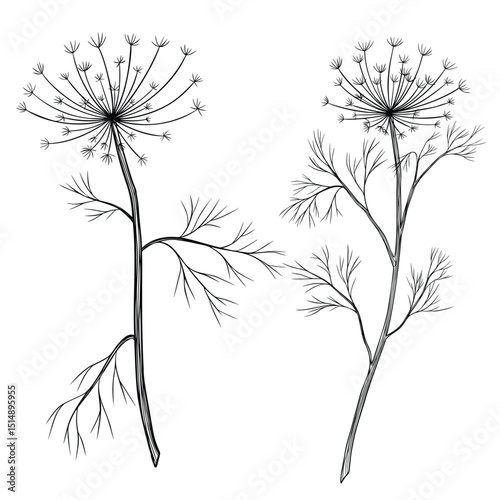 Vector illustration of a Dill sprig in outline style. Hand drawn linear engraving of Fennel painted by black inks for cooking book, recipe, or menu design. Etching for culinary decorations.