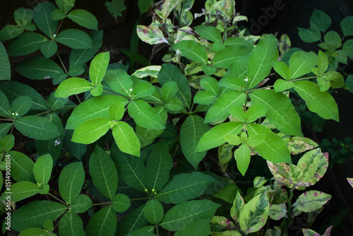 Wallpaper Mural Lush Green Tropical Foliage with Variegated Leaves in Natural Light, Close-Up Botanical Scene Featuring Dense Leaf Growth and Natures Contrast in Texture and Color. Leaves in a Natural Outdoor Setting Torontodigital.ca