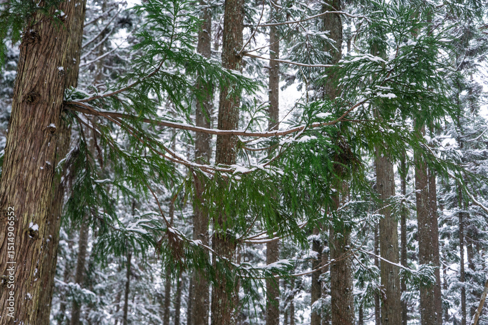 Fototapeta premium 雪の杉林