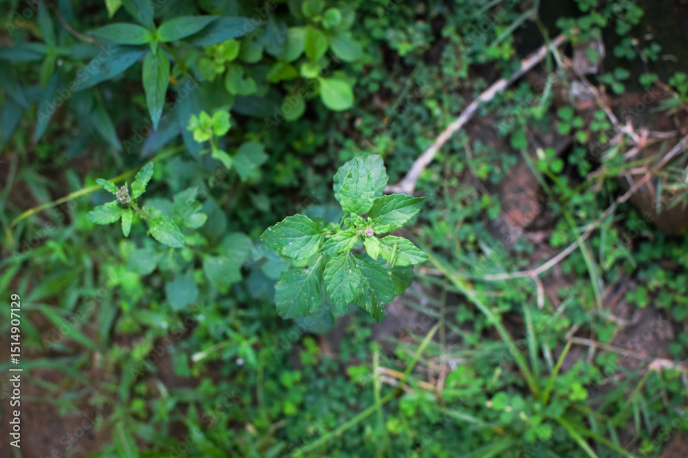 Lush Green Tropical Foliage with Variegated Leaves in Natural Light, Close-Up Botanical Scene Featuring Dense Leaf Growth and Natures Contrast in Texture and Color. Leaves in a Natural Outdoor Setting Lush Green Tropical Foliage with Variegated Leaves in Natural Light, Close-Up Botanical Scene Featuring Dense Leaf Growth and Natures Contrast in Texture and Color. Leaves in a Natural Outdoor Setting