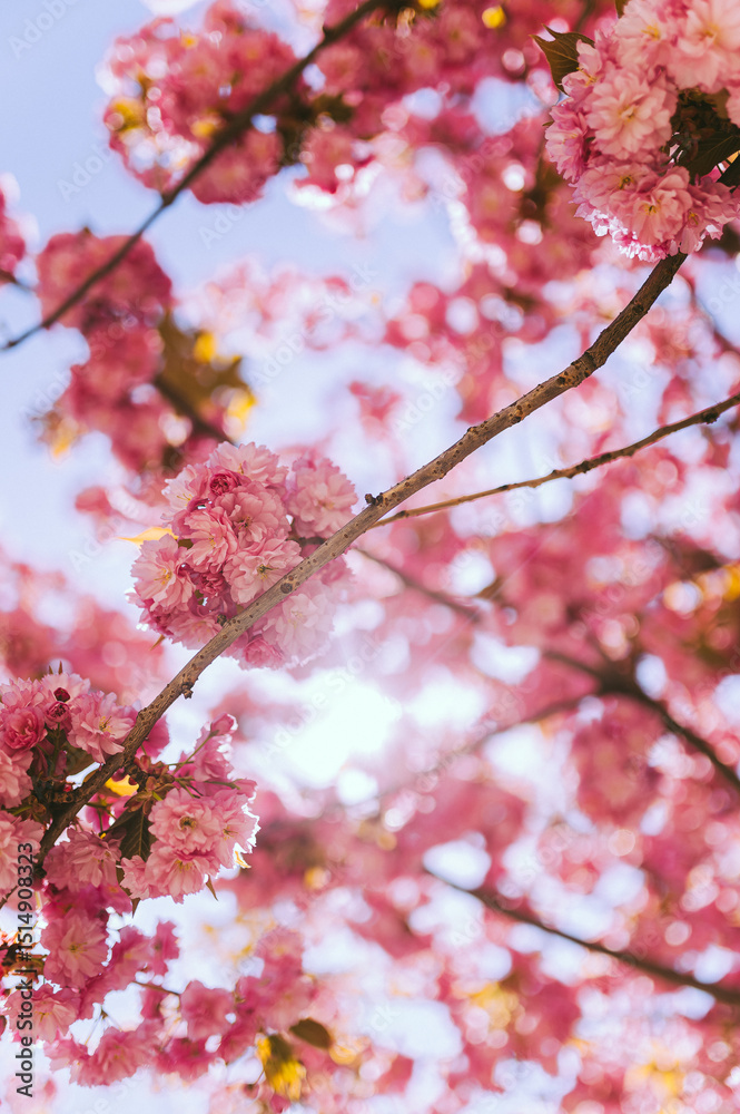 Obraz premium Japanese sakura blossom in Ukraine. pink tree, tree blossom in spring, wallpaper for the desktop, beauty of nature. Japanese cherry on a blue sky background.vintage photo with grain.