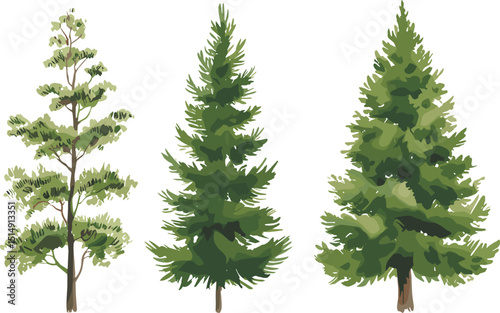 Vector illustration of tall pine trees, forest evergreen plants, botanical natural tree collection, hand-drawn conifer elements for landscape design, nature, outdoor scenes.