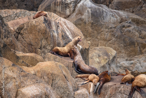 Two Stellar Sea Lions fighting while the rest of the colony sleeps.  Captured on a wildlife cruise in Kenai Fjords National Park Alaska.