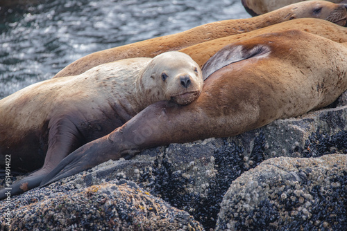 An adorable Stellar Sea Lion rests his head on another Sea Lion in Kenai Fjords National Park Alaska.