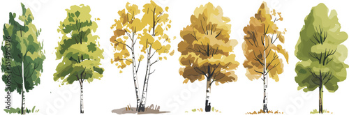 Seasonal birch and poplar trees vector illustration set showing green summer to yellow autumn foliage transition, hand-drawn isolated nature clipart for design