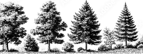 Engraved illustration of dense forest with tall trees ideal for nature themes