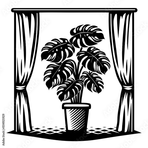 Monstera deliciosa plant in pot by window with curtains