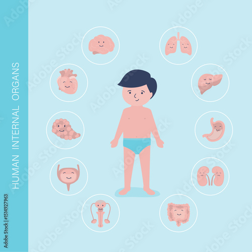 Little boy with marked internal organs. Human body anatomy. Educational infographic for kids. Set of different organs and systems. Anatomical structure.