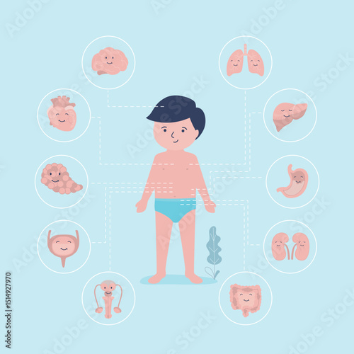 Little boy with marked internal organs. Human body anatomy. Educational infographic for kids. Set of different organs and systems. Anatomical structure.