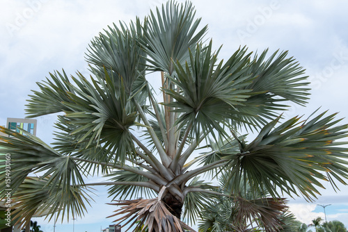 Close up of a Bismarckia Palm Tree