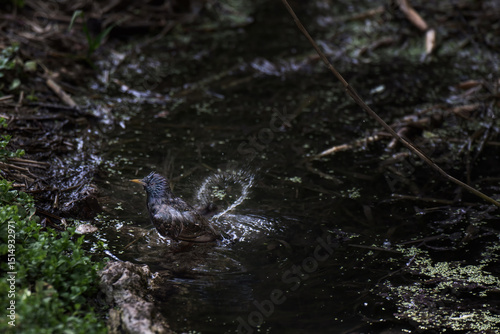 A yellow-beaked starling fledgling bathing in a dark pond, showcasing playful wildlife behavior in nature