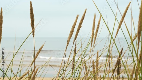 Bokeh plants Ammophila Arenaria sway in wind at background of clear sky and sandy beach of Baltic sea with small waves. Closeup spikelets of dune grass. Calming nature video. Northern Europe landscape