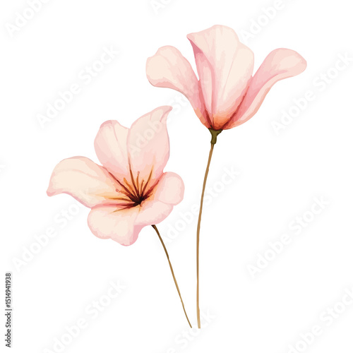 Fototapeta Naklejka Na Ścianę i Meble -  vector illustration of a flower watercolour